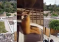 Denuncian al agente penitenciario por trasladar una llama en su auto durante celebraciones: posibles sanciones a la vista