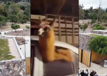 Denuncian al agente penitenciario por trasladar una llama en su auto durante celebraciones: posibles sanciones a la vista