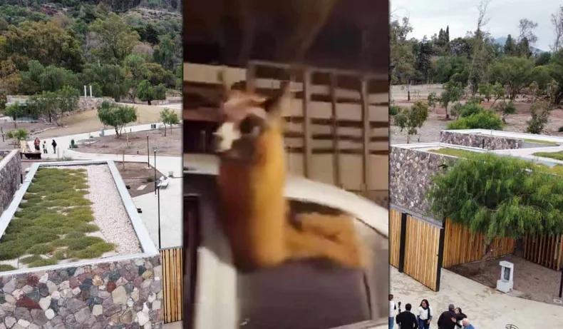 Denuncian al agente penitenciario por trasladar una llama en su auto durante celebraciones: posibles sanciones a la vista