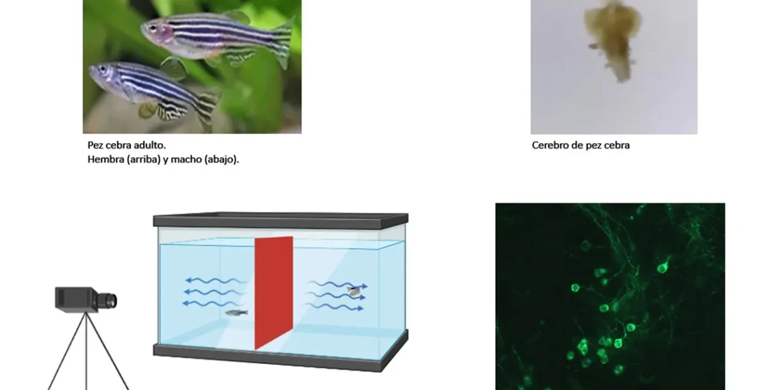 Un descubrimiento en peces brinda pistas sobre trastornos del sueño y la hipersensibilidad sensorial