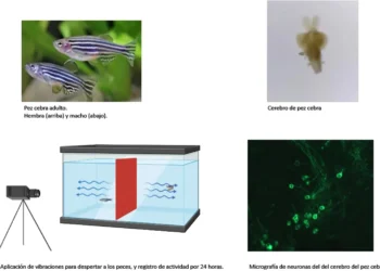 Un descubrimiento en peces brinda pistas sobre trastornos del sueño y la hipersensibilidad sensorial