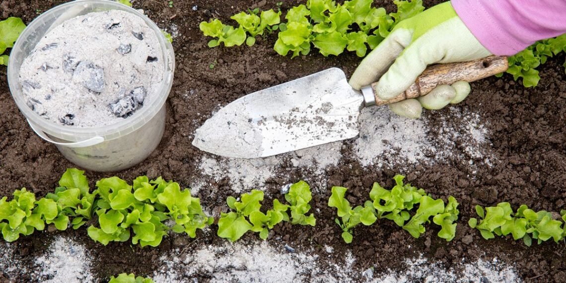 Beneficioso para las plantas: la mezcla de sal gruesa y cenizas de madera