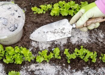 Beneficioso para las plantas: la mezcla de sal gruesa y cenizas de madera