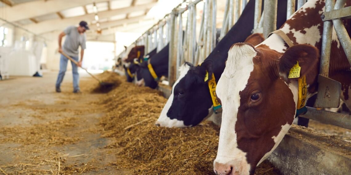 La ganadería gana protagonismo y crece la demanda de crédito para recomponer los rodeos