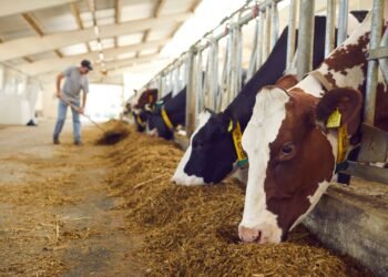 La ganadería gana protagonismo y crece la demanda de crédito para recomponer los rodeos
