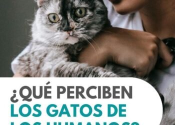 Nuevo estudio revela cómo los gatos interpretan las emociones humanas