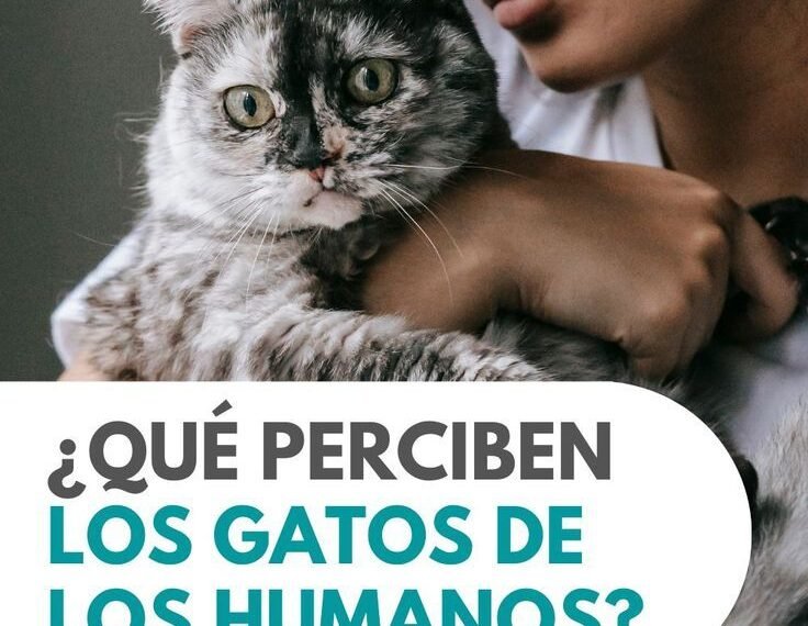 Nuevo estudio revela cómo los gatos interpretan las emociones humanas