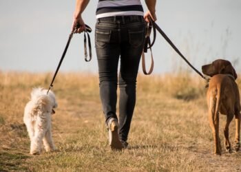 Un estudio revela que el cambio en la forma de caminar de los perros puede indicar problemas cognitivos