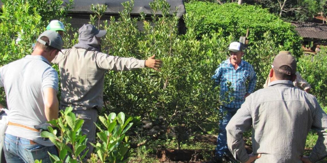 La crisis yerbatera se profundiza en Misiones y los mercados concentradores ganan peso como referencia de precios