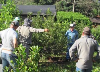 La crisis yerbatera se profundiza en Misiones y los mercados concentradores ganan peso como referencia de precios