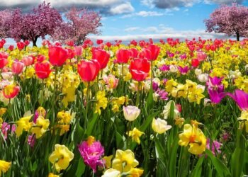 Se aproxima la primavera: temperaturas de hasta 25 grados y pronóstico para los próximos meses