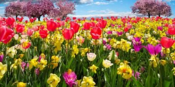 Se aproxima la primavera: temperaturas de hasta 25 grados y pronóstico para los próximos meses