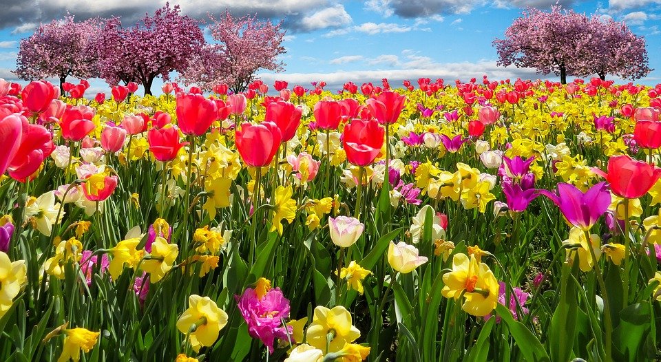 Se aproxima la primavera: temperaturas de hasta 25 grados y pronóstico para los próximos meses