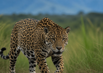 “Signos de recuperación”: la lucha de la Argentina junto a otros tres países por proteger una especie icónica en peligro
