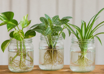 Tres plantas poco comunes que prosperan en agua y decoran tu hogar en un frasco