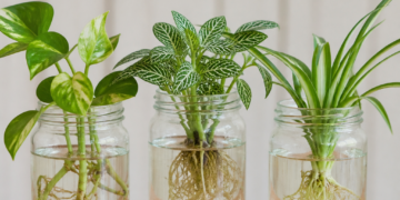 Tres plantas poco comunes que prosperan en agua y decoran tu hogar en un frasco